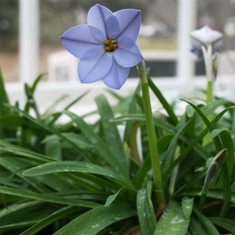 Ipheion uniflorum Rolf Fiedler - Frühlingsstern (Wuchs)