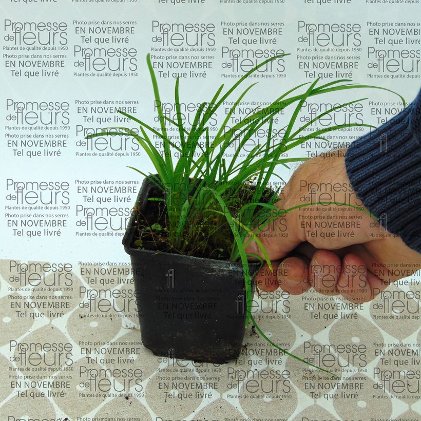 Beispiel eines Exemplars von Ipheion uniflorum - Frühlingsstern Kleine Töpfe von 8/9 cm size I wie geliefert