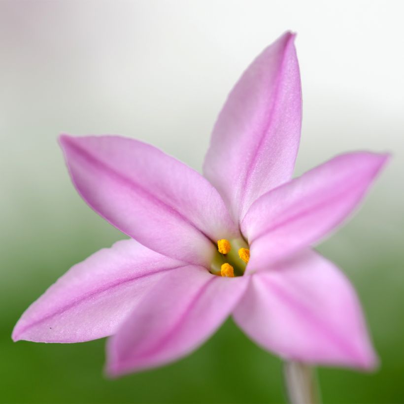 Ipheion uniflorum Charlotte Bishop - Frühlingsstern (Blüte)