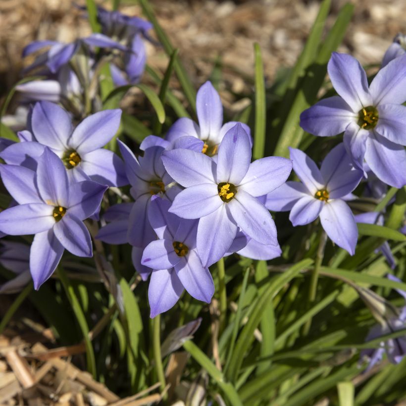 Ipheion uniflorum Wisley Blue - Frühlingsstern (Wuchs)