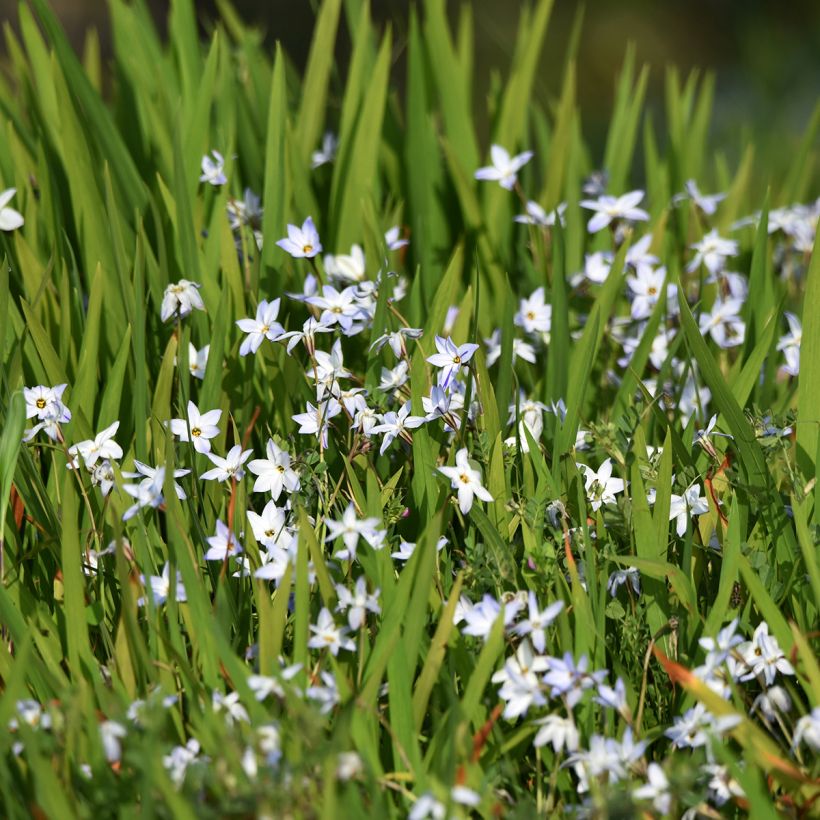 Ipheion uniflorum - Frühlingsstern (Wuchs)