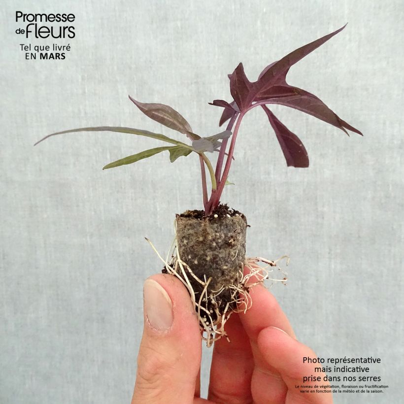 Example of Zier-Süßkartoffel Illusion Midnight Lace - Ipomoea batatas Mini-Plug Ø 3/4 cm as you get in printemps