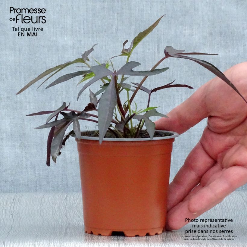 Example of Zier-Süßkartoffel Illusion Midnight Lace - Ipomoea batatas Kleine Töpfe von 8/9 cm as you get in printemps