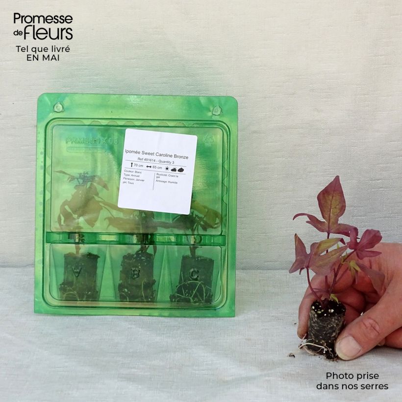 Example of Zier-Süßkartoffel Bronze - Ipomoea batatas Mini-Plug Ø 3/4 cm as you get in printemps