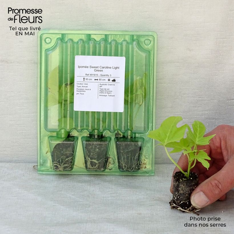 Example of Zier-Süßkartoffel Sweet Caroline Light Green - Ipomoea batatas Mini-Plug Ø 3/4 cm as you get in printemps