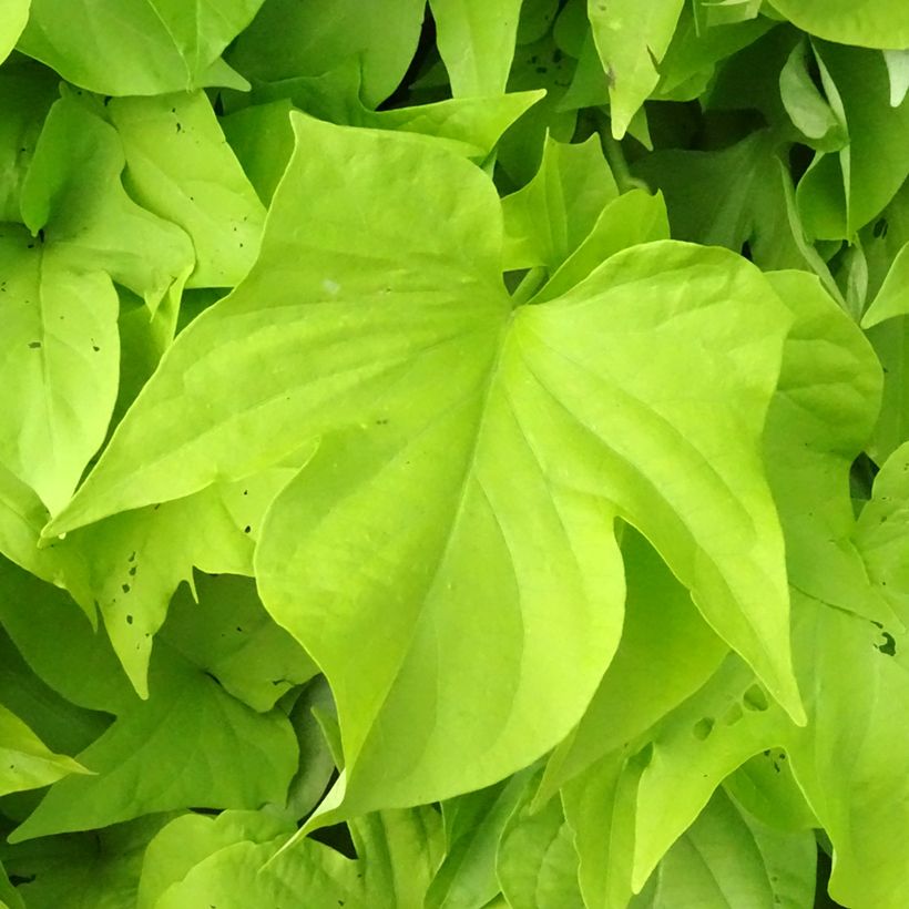 Zier-Süßkartoffel Sweet Caroline Light Green - Ipomoea batatas (Foliage)