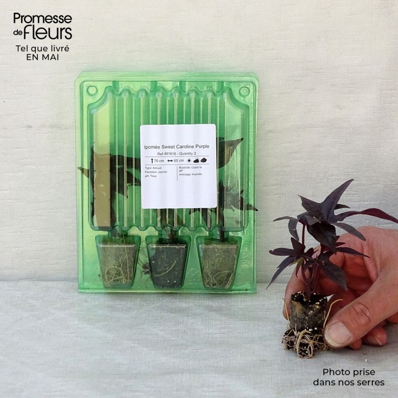 Exemplar von Zier-Süßkartoffel Sweet Caroline Purple - Ipomoea batatas Mini-Plug Ø 3/4 cm wie im Frühjahr geliefert
