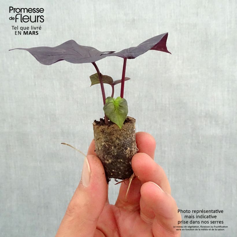 Example of Zier-Süßkartoffel Jet Black - Ipomoea batatas Mini-Plug Ø 3/4 cm as you get in printemps