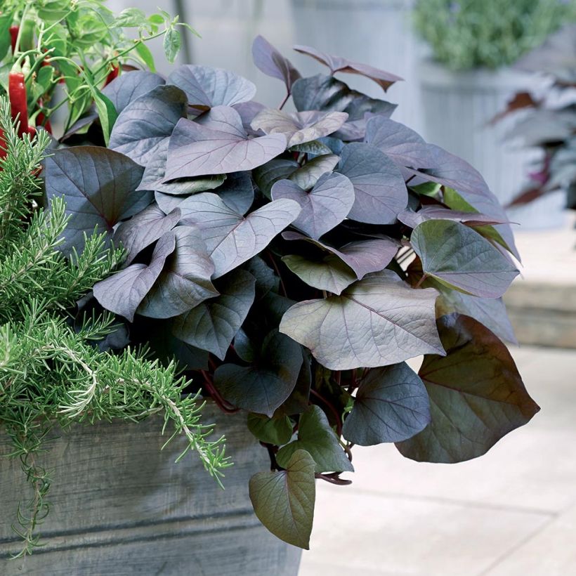 Süßkartoffel Paradise Kaukura - Ipomoea batatas (Plant habit)