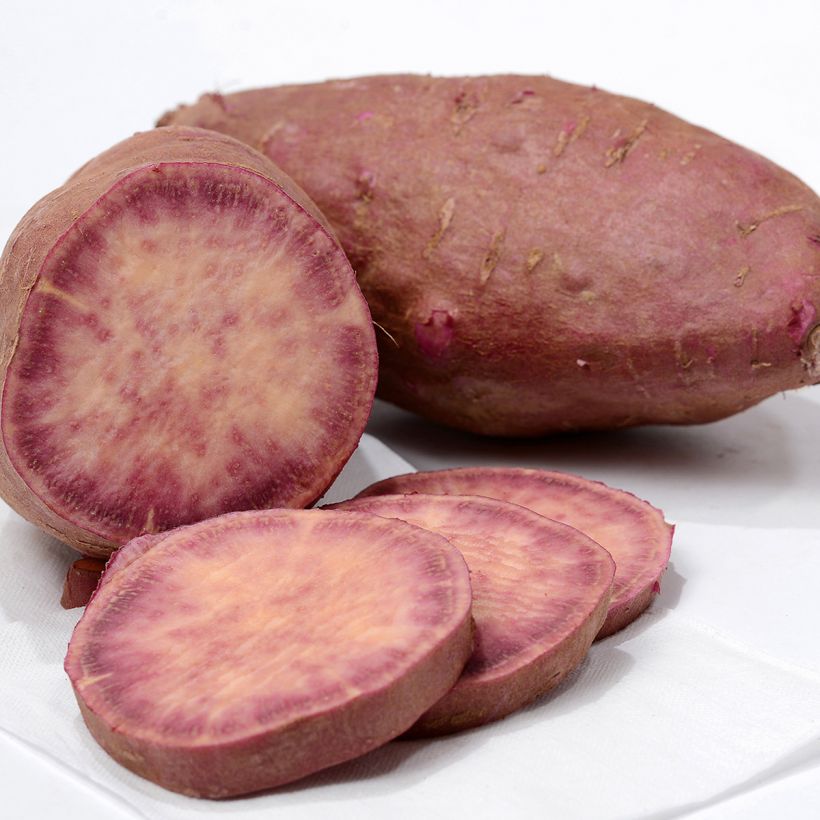 Süßkartoffel Sakura - Ipomoea batatas (Harvest)