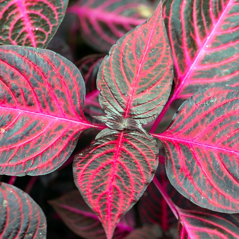 Iresine herbstii Bloodleaf - Blutblatt (Laub)