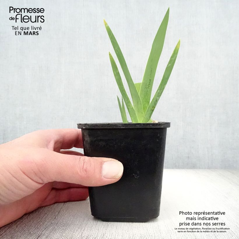 Example of Iris Cimmaron Strip - Schwertlilie Kleine Töpfe von 8/9 cm as you get in printemps