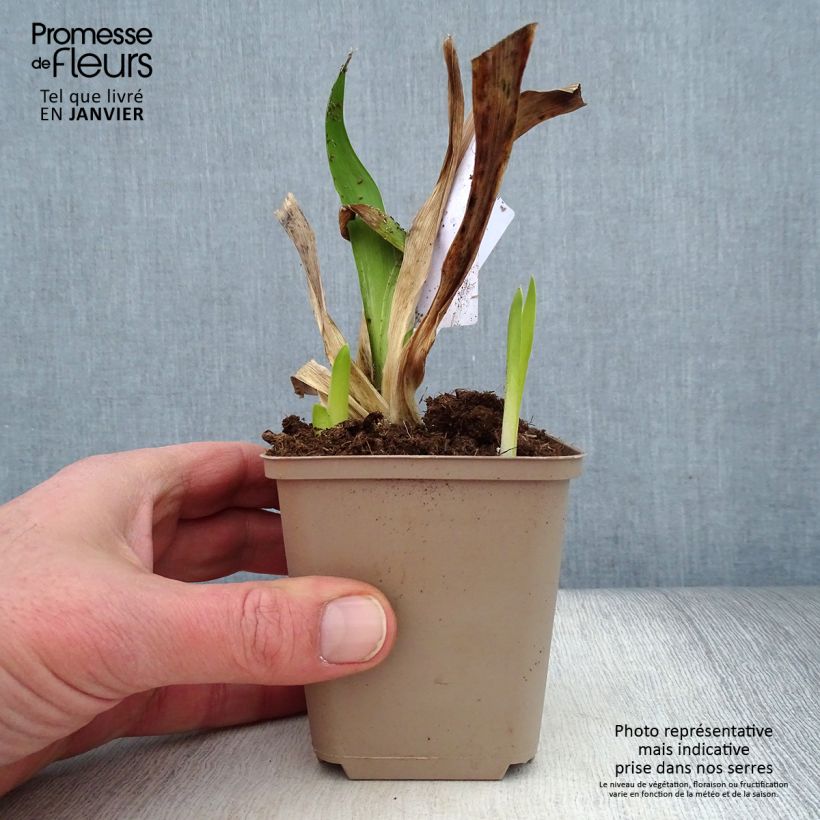 Example of Iris Masque Noir - Schwertlilie Kleine Töpfe von 8/9 cm as you get in hiver