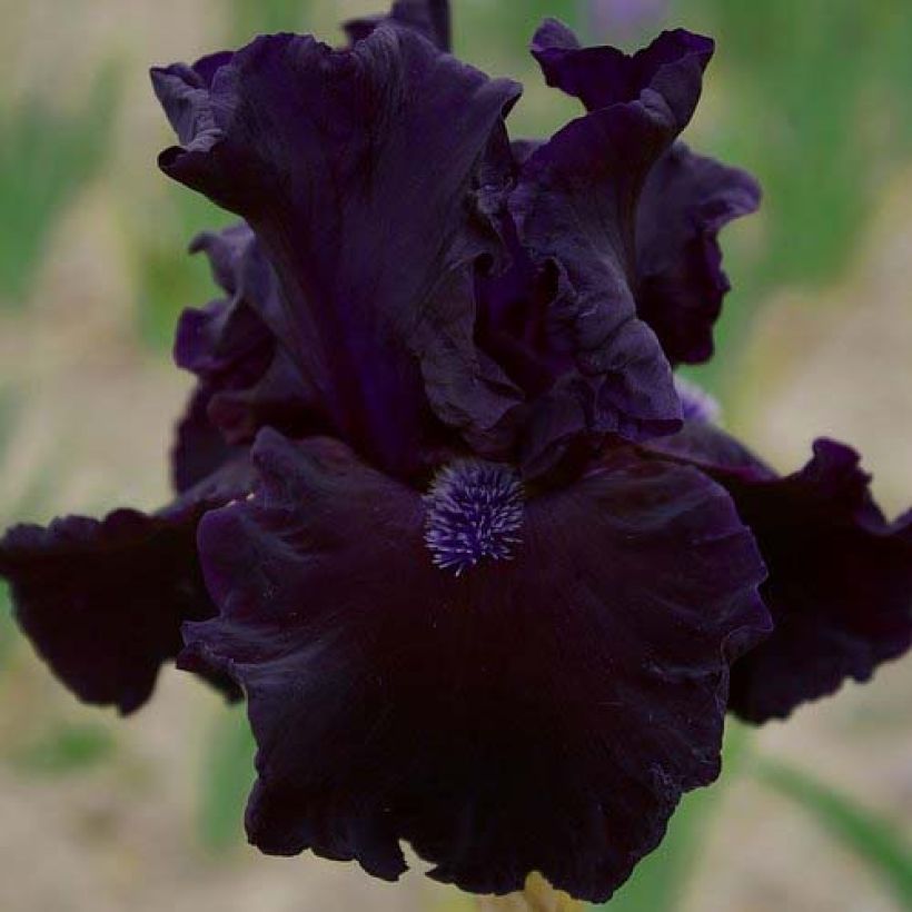 Iris Obsidian - Schwertlilie (Flowering)