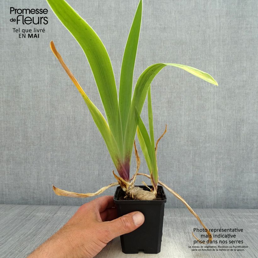 Example of Iris So beau - Schwertlilie Kleine Töpfe von 8/9 cm as you get in printemps