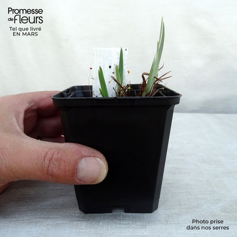 Exemplar von Iris sibirica Ruffled Velvet - Sibirische Schwertlilie Kleine Töpfe von 8/9 cm wie im Frühjahr geliefert