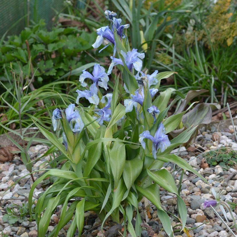 Iris aucheri - Aucher-Schwertlilie (Wuchs)