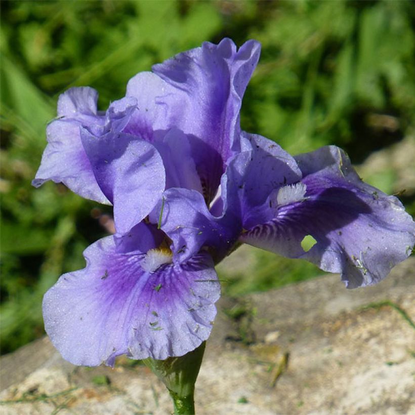 Iris Barbata-Media Bedtime Story - Mittelhohe Bart-Iris (Flowering)