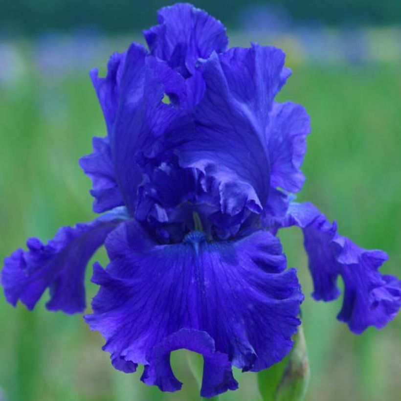Iris Blue Crusader - Schwertlilie (Flowering)
