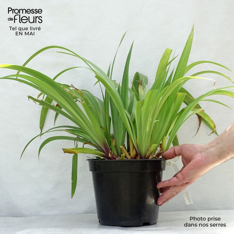 Example of Iris confusa Martyn Rix - Bambusiris Topf mit 3L/4L as you get in printemps