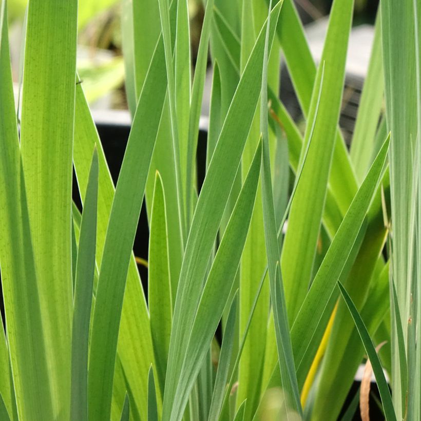 Iris sibirica Blue Moon - Sibirische Schwertlilie (Laub)