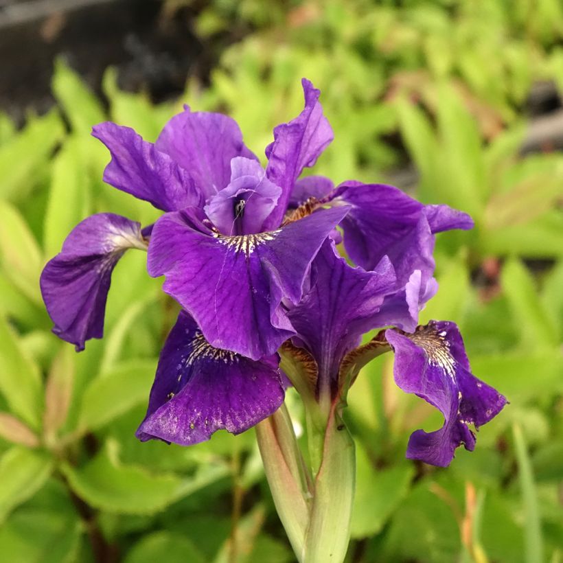 Iris sibirica Caesar's Brother - Sibirische Schwertlilie (Blüte)