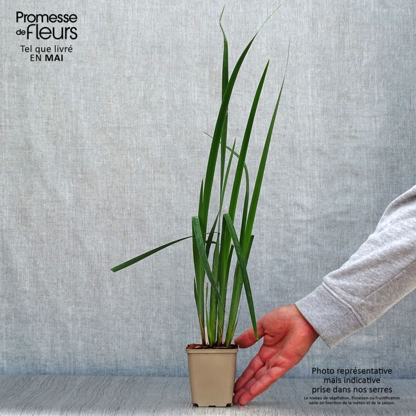 Exemplar von Iris sibirica Moon Silk - Sibirische Schwertlilie Kleine Töpfe von 8/9 cm wie im Frühjahr geliefert