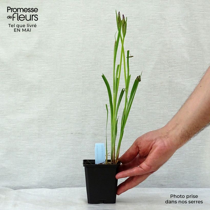 Exemplar von Iris sibirica Sparkling Rose - Sibirische Schwertlilie Kleine Töpfe von 8/9 cm wie im Frühjahr geliefert