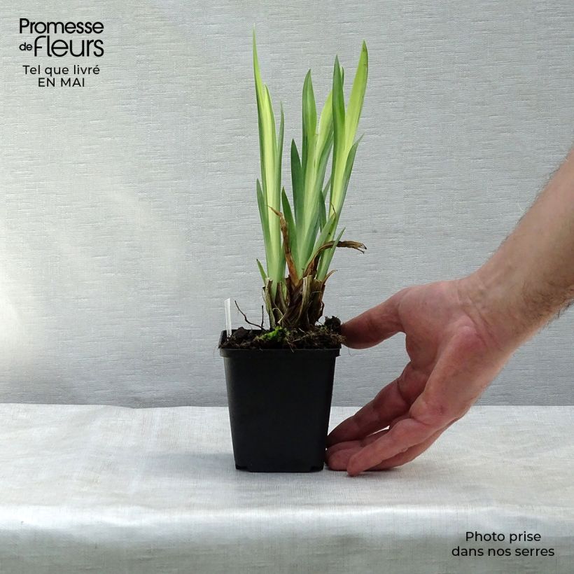 Exemplar von Iris pseudacorus Variegata - Gelbe Sumpf-Schwertlilie Kleine Töpfe von 8/9 cm wie im Frühjahr geliefert