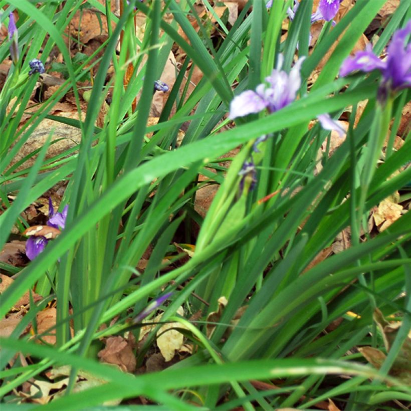 Iris douglasiana - Douglas-Schwertlilie (Laub)