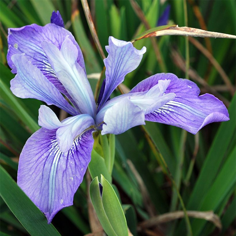 Iris douglasiana - Douglas-Schwertlilie (Blüte)