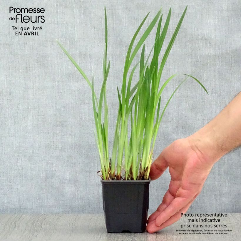 Example of Iris ensata Dainagon - Japanische Schwertlilie Kleine Töpfe von 8/9 cm as you get in printemps