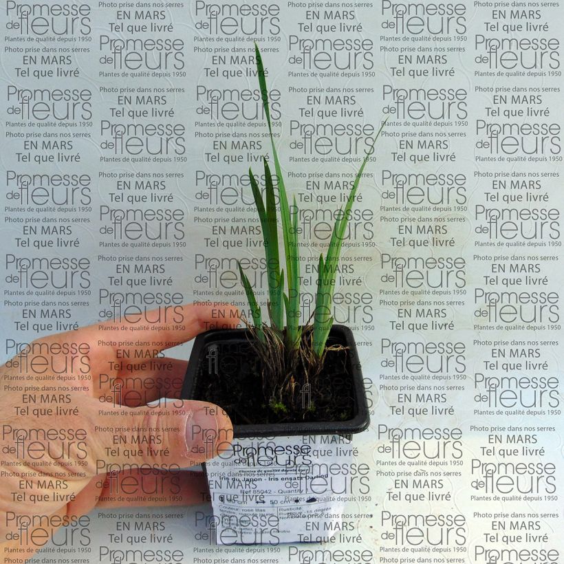 Beispiel eines Exemplars von Iris ensata Darling - Japanische Schwertlilie Kleine Töpfe von 8/9 cm wie geliefert