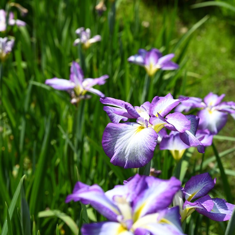 Iris ensata Gracieuse - Japanische Schwertlilie (Wuchs)