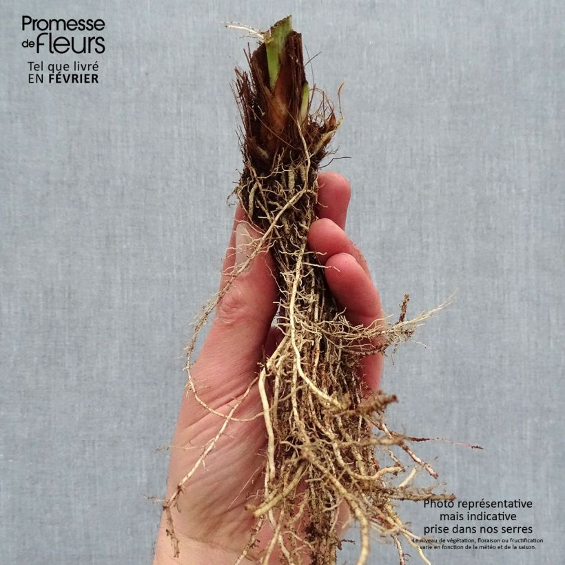 Example of Iris ensata Harlequinesque - Japanische Schwertlilie Wurzelnackt as you get in hiver