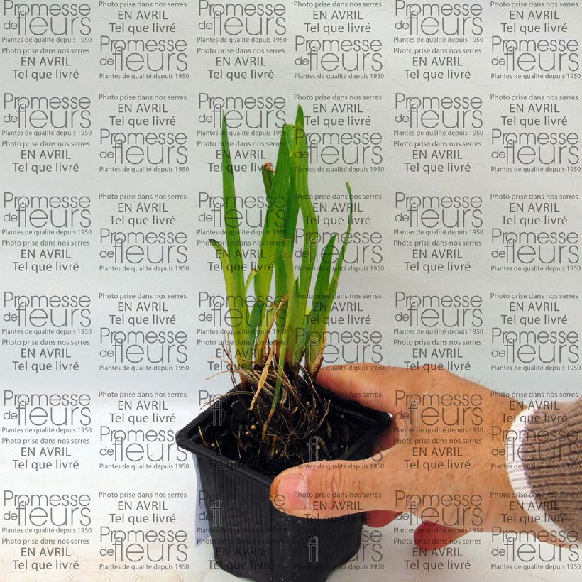 Beispiel eines Exemplars von Iris ensata Iedo Mishiski - Japanische Schwertlilie Kleine Töpfe von 8/9 cm wie geliefert