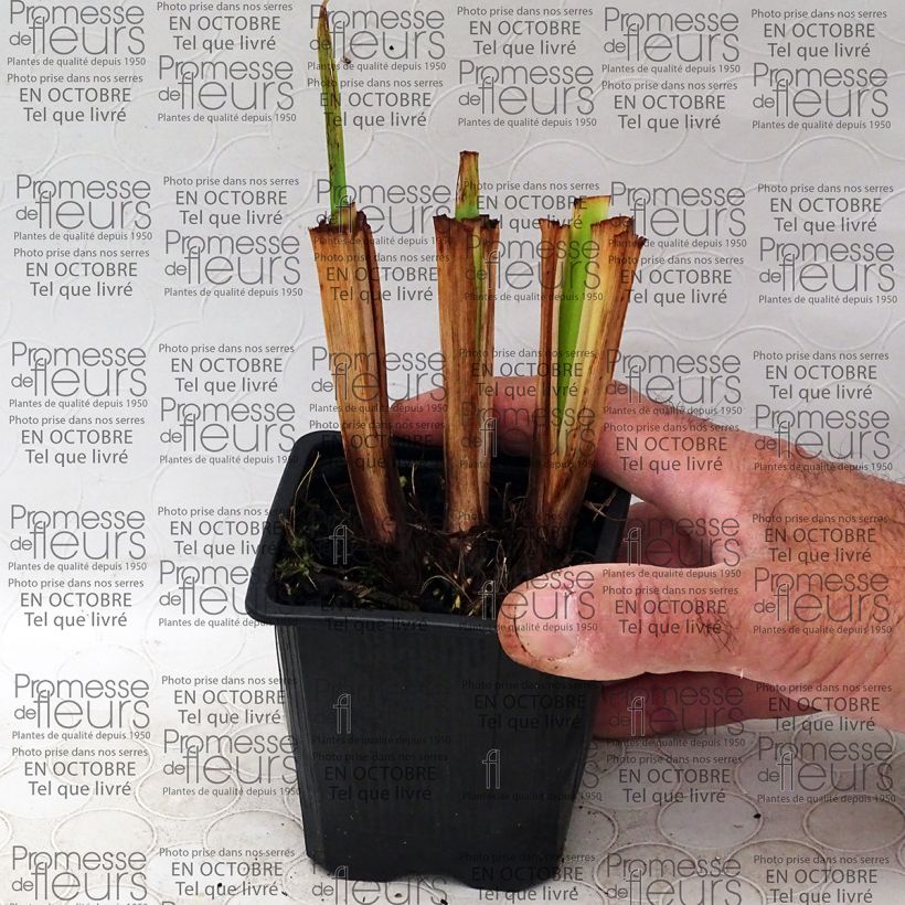 Beispiel eines Exemplars von Iris ensata Illumination - Japanische Schwertlilie Kleine Töpfe von 8/9 cm wie geliefert