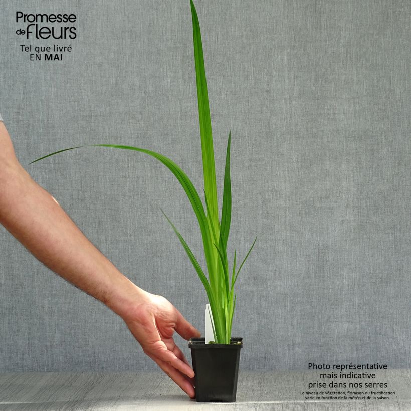 Exemplar von Iris ensata Météor - Japanische Schwertlilie Kleine Töpfe von 8/9 cm wie im Frühjahr geliefert