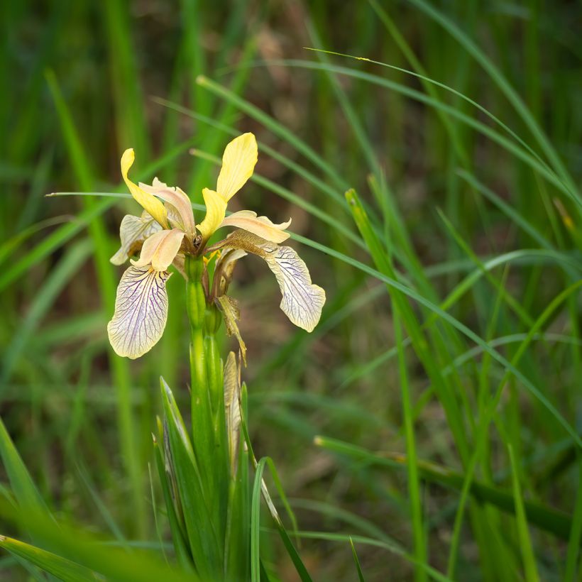 Iris foetidissima - Stinkende Schwertlilie (Wuchs)