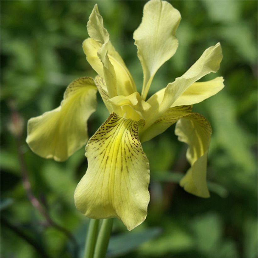 Iris forrestii - Forrest-Schwertlilie (Blüte)