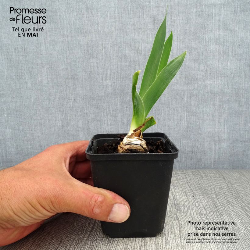 Exemplar von Iris Abondante Floraison - Schwertlilie Kleine Töpfe von 8/9 cm wie im Frühjahr geliefert