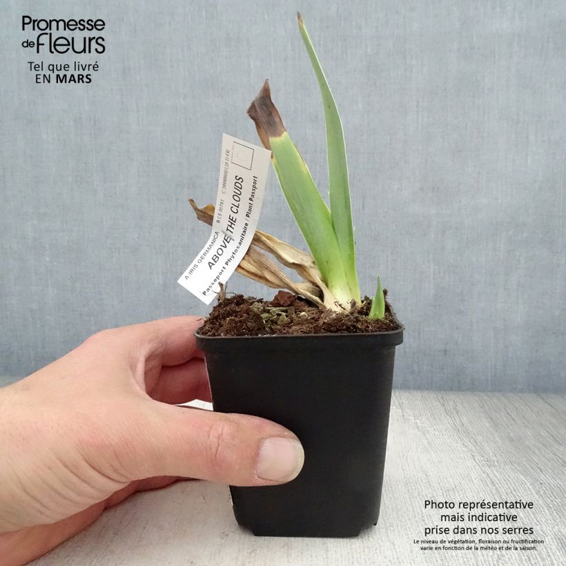 Example of Iris Above The Clouds - Schwertlilie Kleine Töpfe von 8/9 cm as you get in printemps