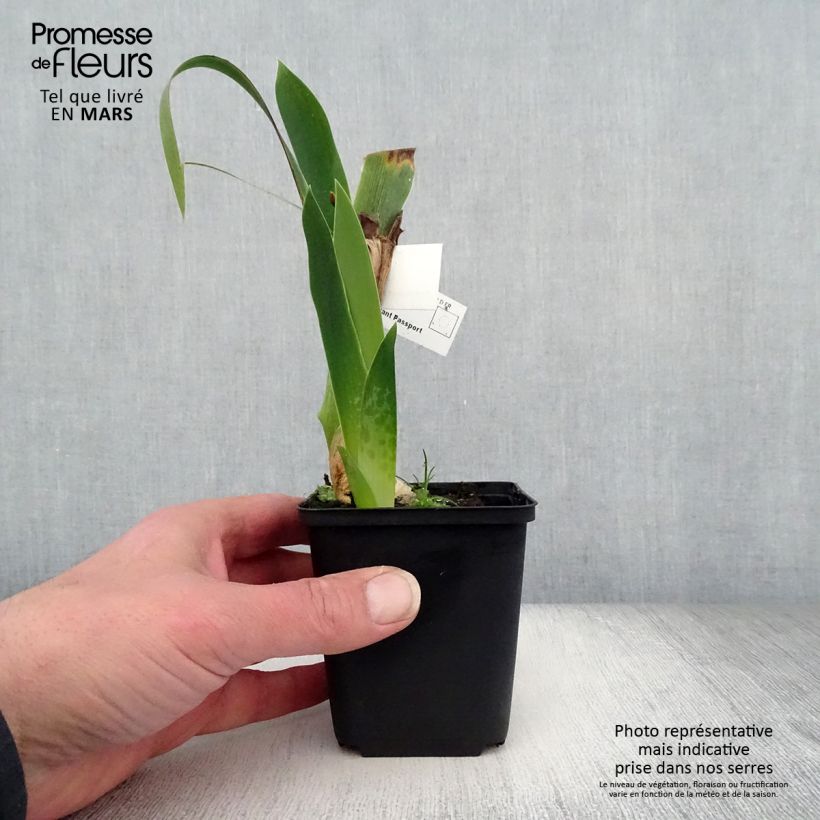 Exemplar von Iris Above The Rim - Schwertlilie Kleine Töpfe von 8/9 cm wie im Frühjahr geliefert