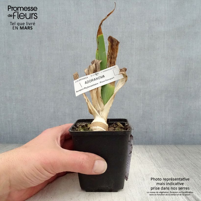 Example of Iris Adoranova - Schwertlilie Kleine Töpfe von 8/9 cm as you get in printemps