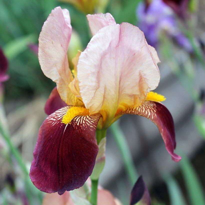 Iris Agrippa - Schwertlilie (Flowering)
