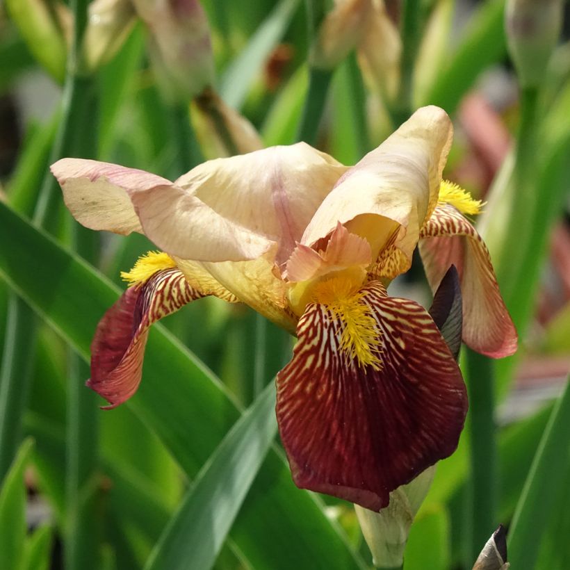 Iris Agrippa - Schwertlilie (Blüte)