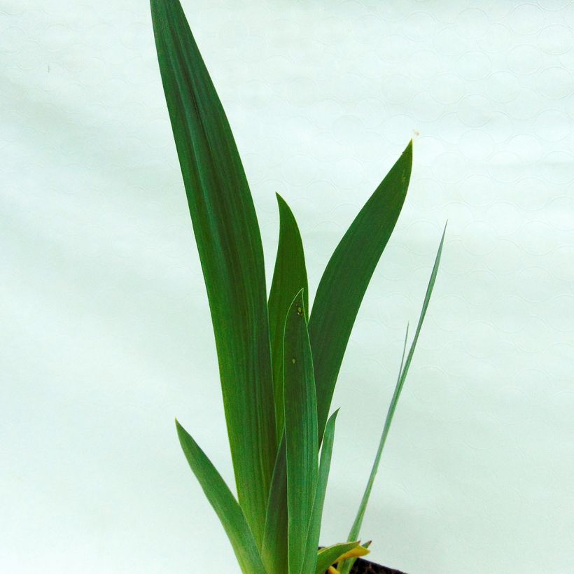 Iris Alizes - Schwertlilie (Foliage)