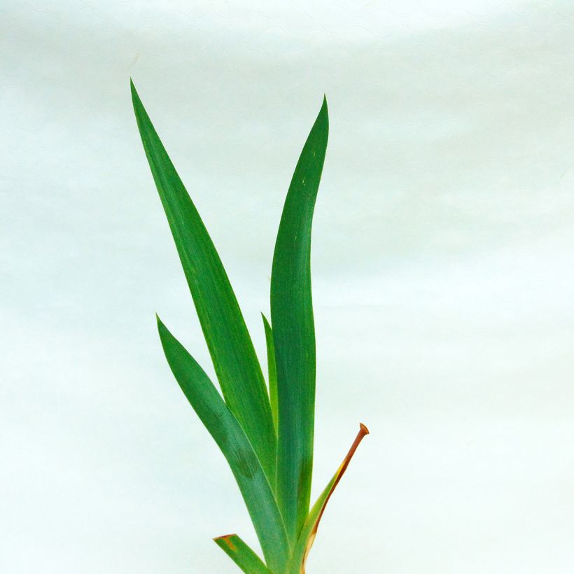 Iris Amethyst Dancer - Schwertlilie (Foliage)