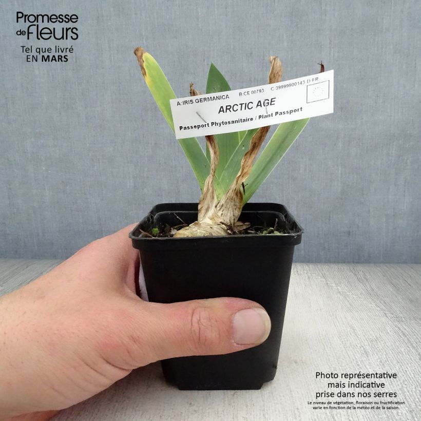 Example of Iris Arctic Age - Schwertlilie Kleine Töpfe von 8/9 cm as you get in printemps