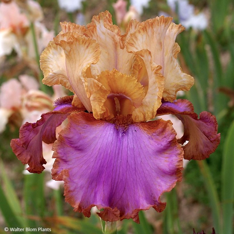 Iris germanica Au Sommet - Schwertlilie (Blüte)